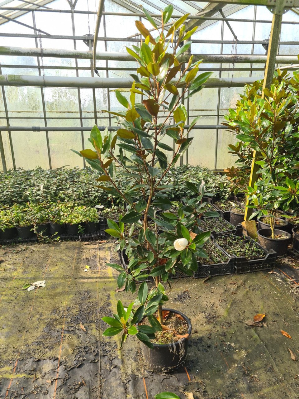 Magnolia Grandiflora 'Little Gem' wintergroen