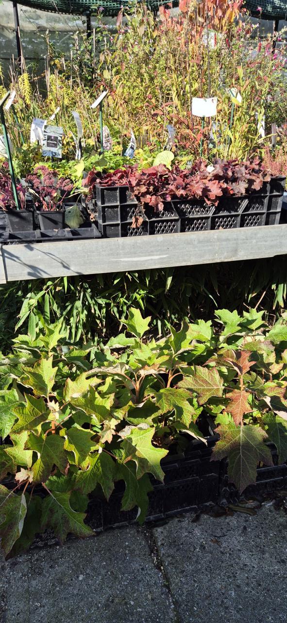 Tuinplanten verantwoord gekweekt