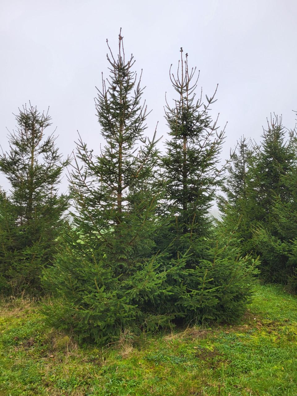 Kerstbomen 1 tot 6 meter goedkoop en vers