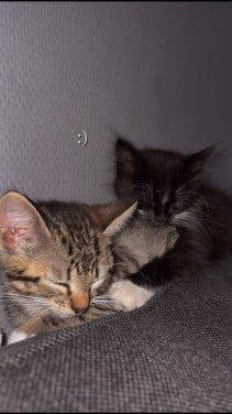 Kittens