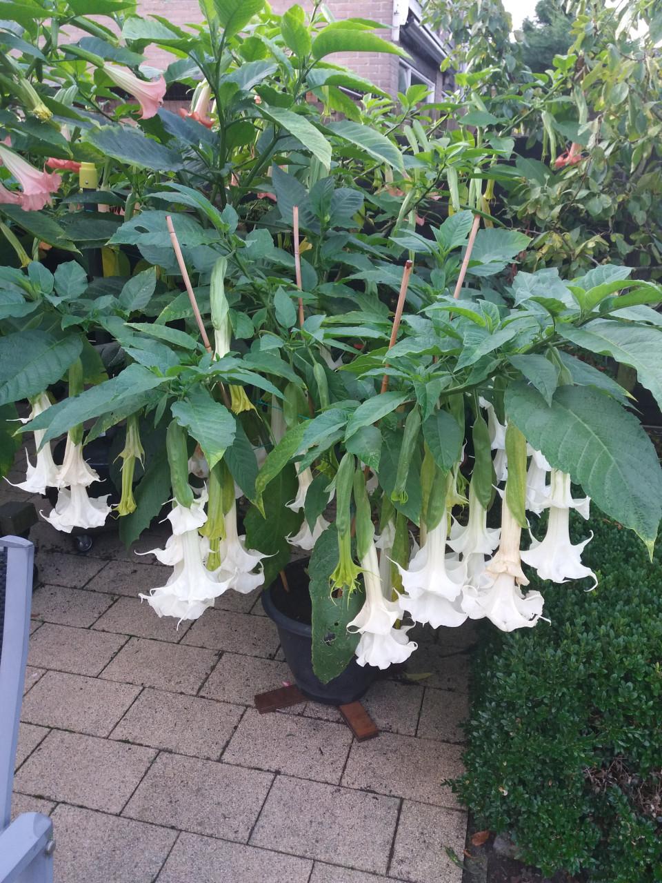 Tuin planten