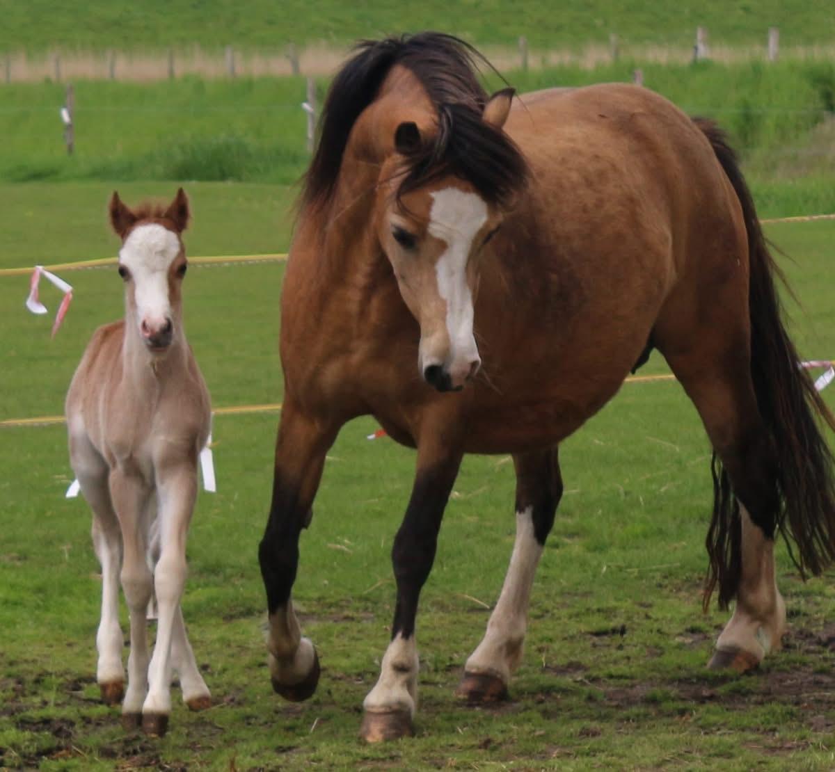 Kinderpony Welsh mountain