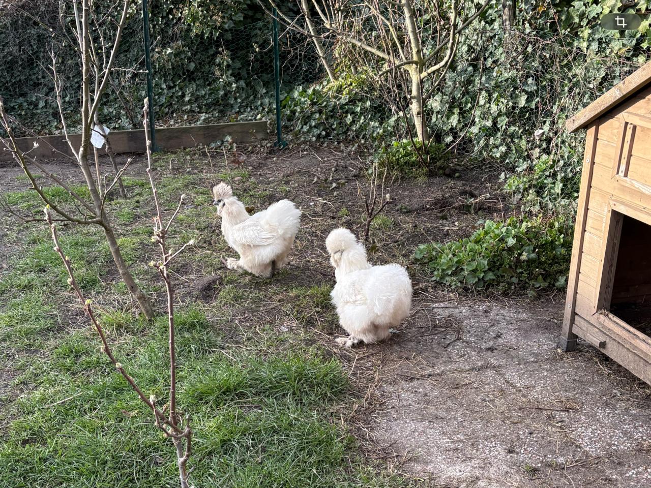 Broedeieren zijdehoen