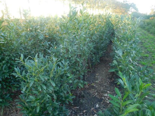 Laurierstruiken Prunus Herbergii
