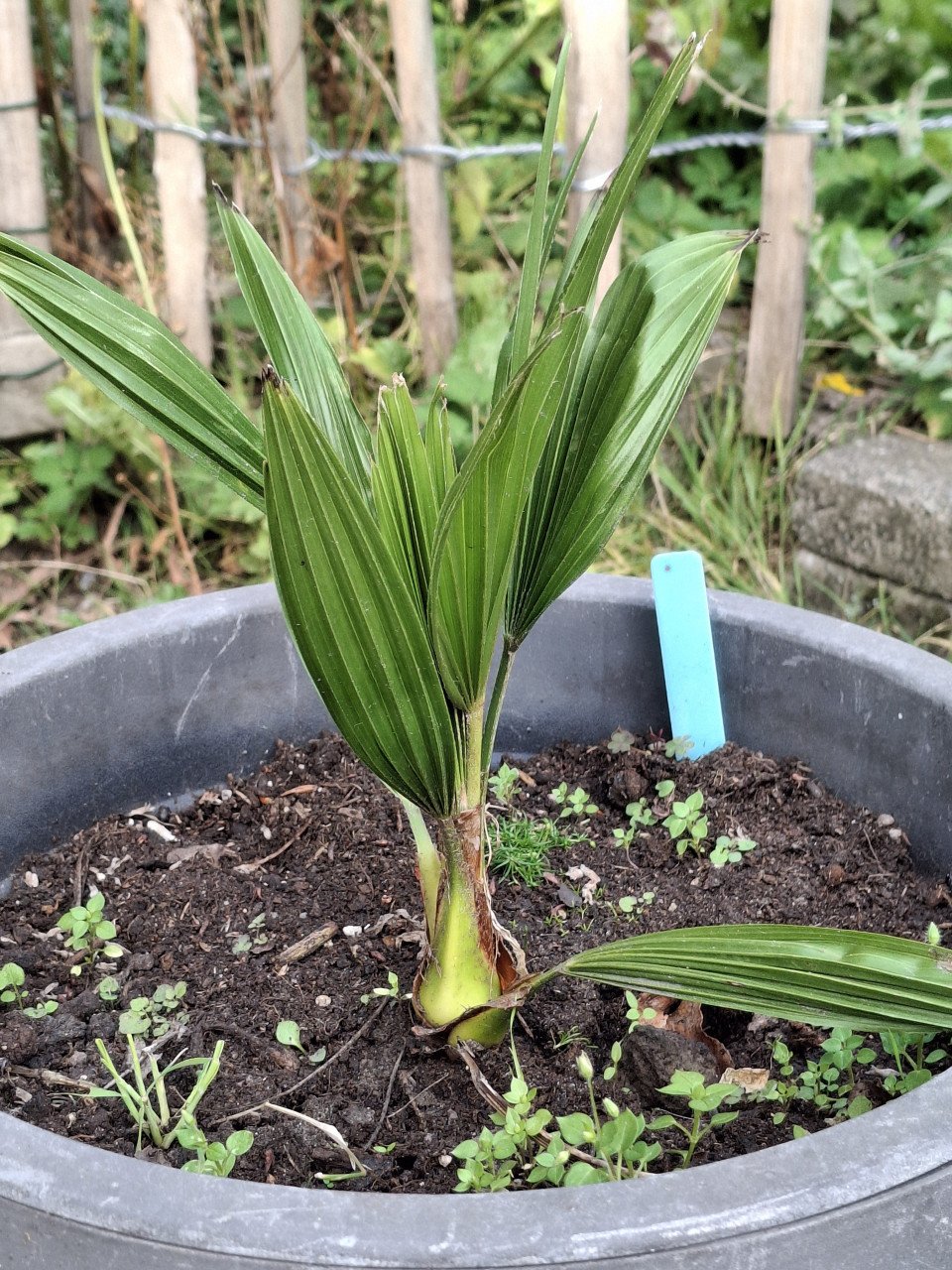 Palmboom