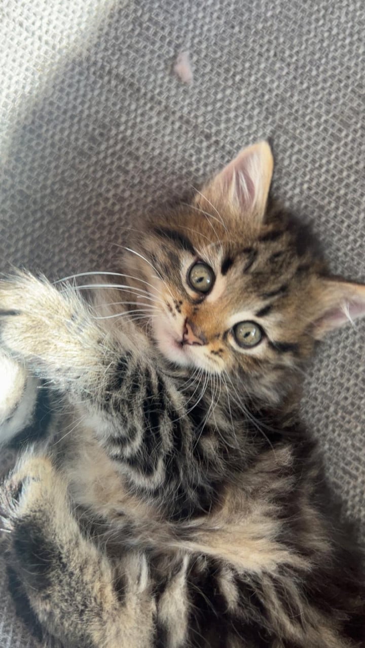 Siberische bos kat kittens