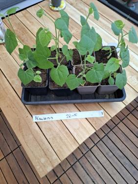 Kiwano plantjes