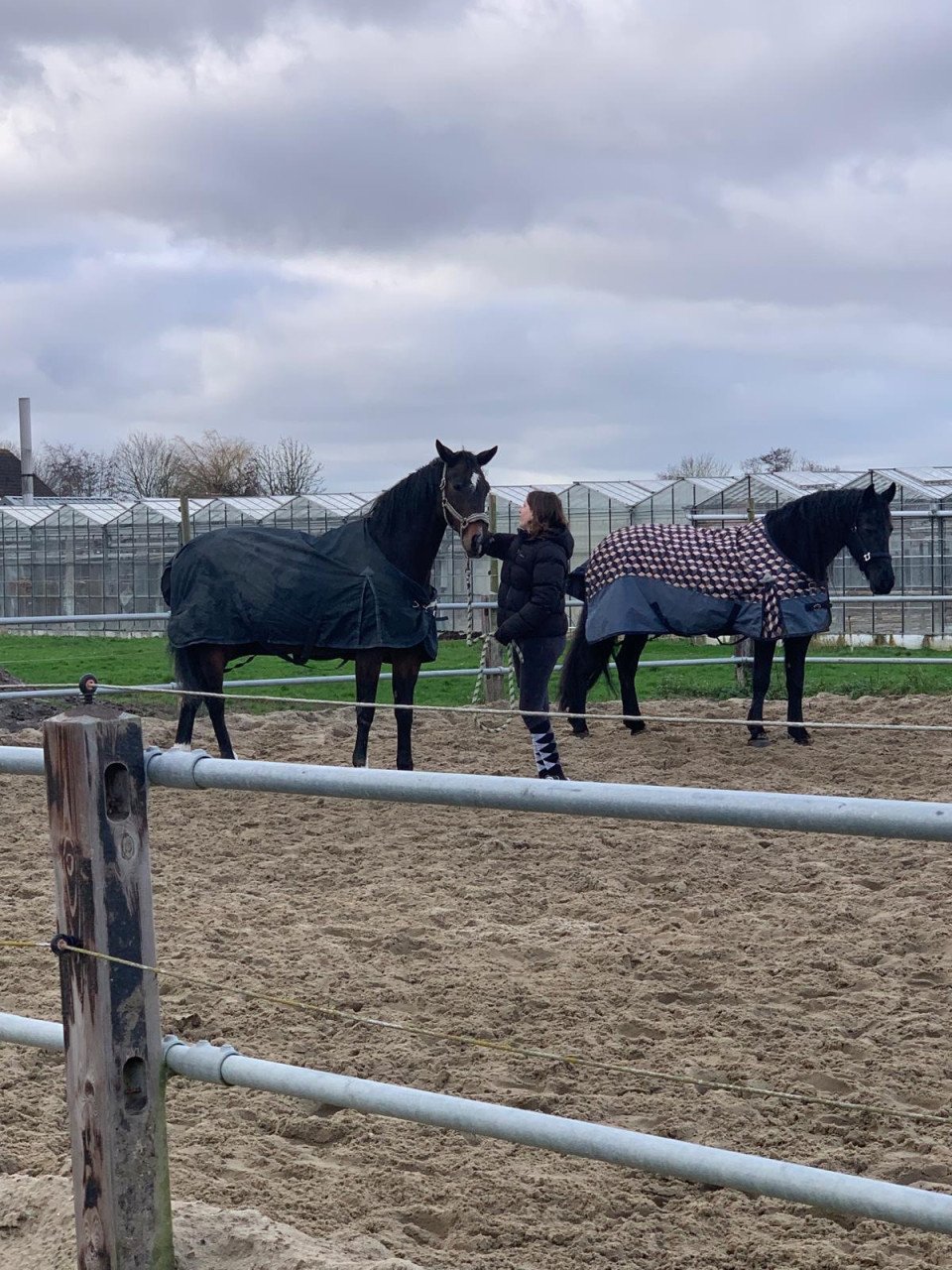 Verzorg pony gezocht