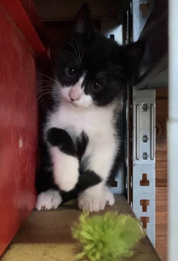Kittens