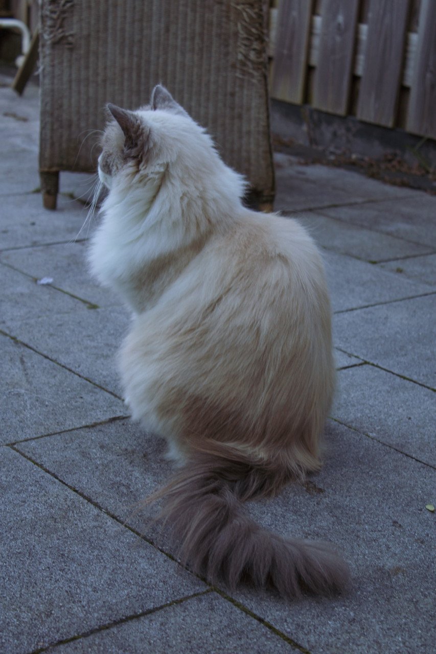 Lieve leuke kat