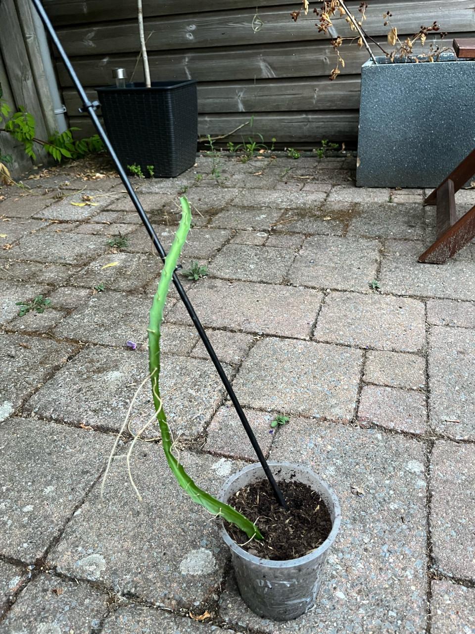 Gewortelde Gele Dragon Fruit (Pitaya) Cactus 30-40cm met pot
