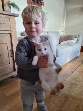 Lieve aanhankelijke kitten