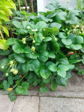 AARDBEIEN- SIERTUIN en MOESTUIN PLANTEN + BOOM bij DE VOORDEUR