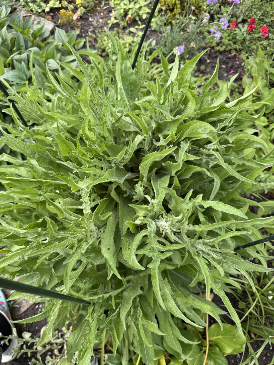 Tuinplanten, gratis af te halen, neem een pot/bak mee