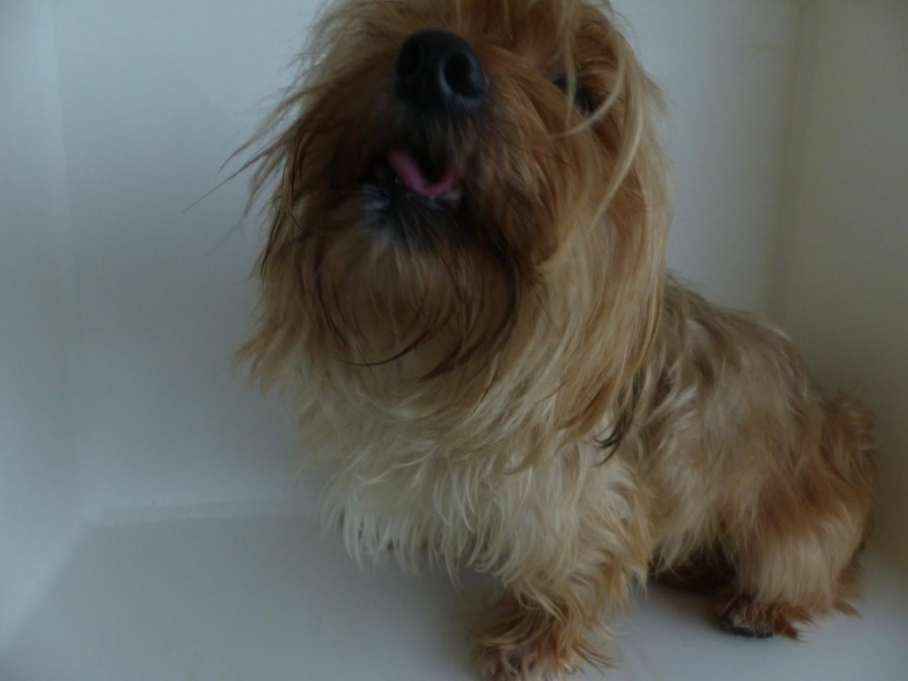 Reutje 1 jaar oud Yorkshire Terrier mix super gezond en leuk