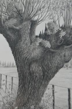 9 x Hendrik Voskuijl (1893 - 1980) potloodtek. bomen (3) o.a. Ommen