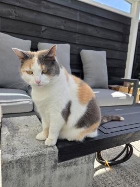 Donna, mix van engelsekorthaar en lapjeskat 7jaar