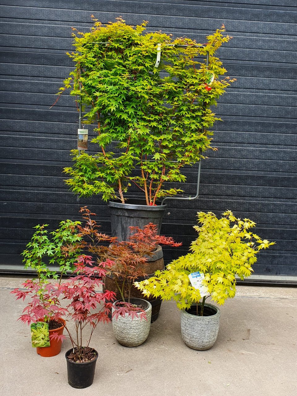Acers