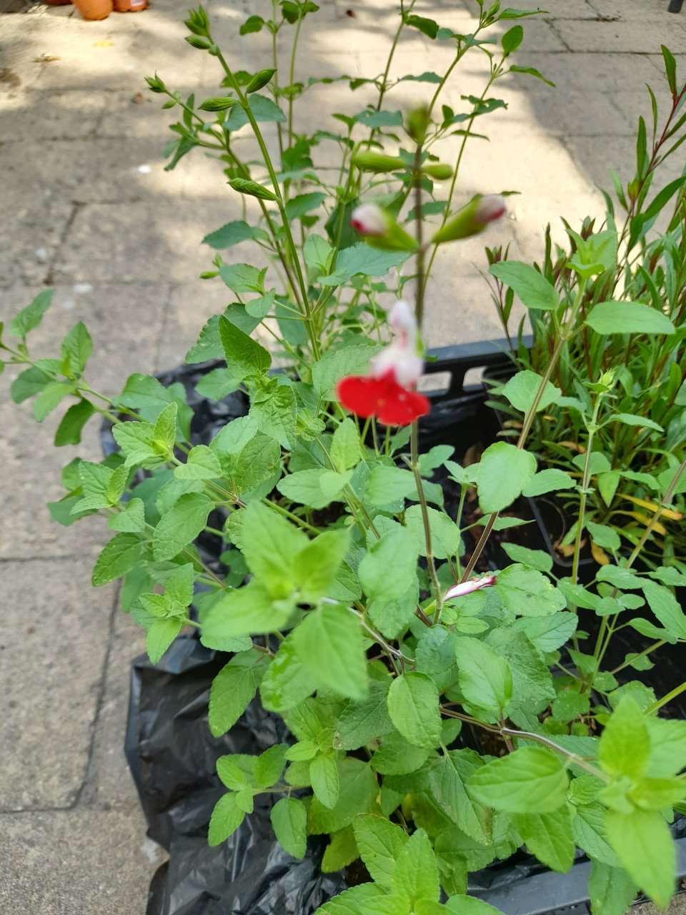 Vaste planten uit hobbykweek