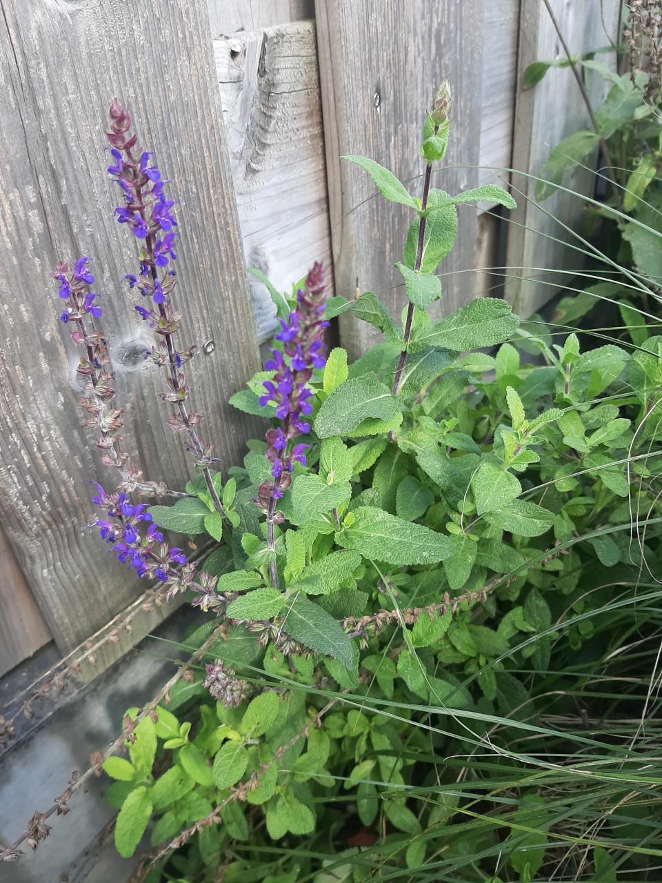 Tuinplant Salvia nemorosa cardonna 28 stuks