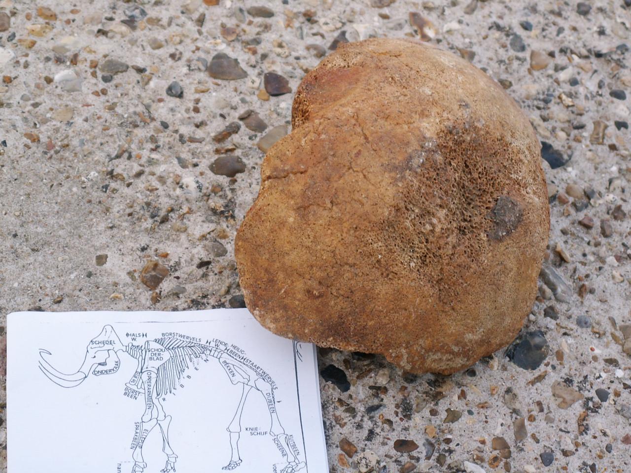 Te koop; fossiel heupkop mammoet en prehistorisch paard bot