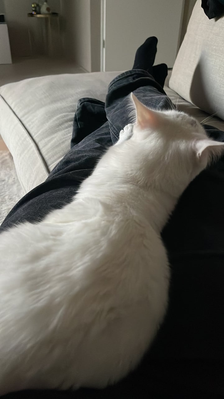 KITTEN GEZOCHT