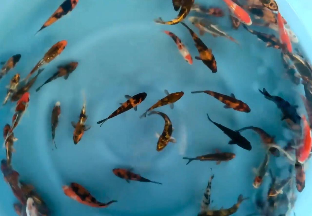 Tosai isa maruyo koi vissen