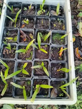 Ik heb nog steeds wat mini-palmpjes over-voor de liefhebber....