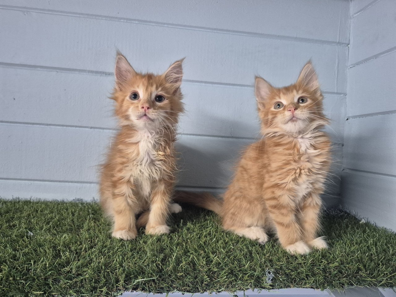 Maine coon kittens LAATSTE 2