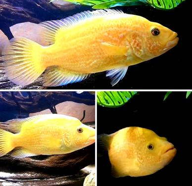 Parachromis Red Dovii wolfcichliden