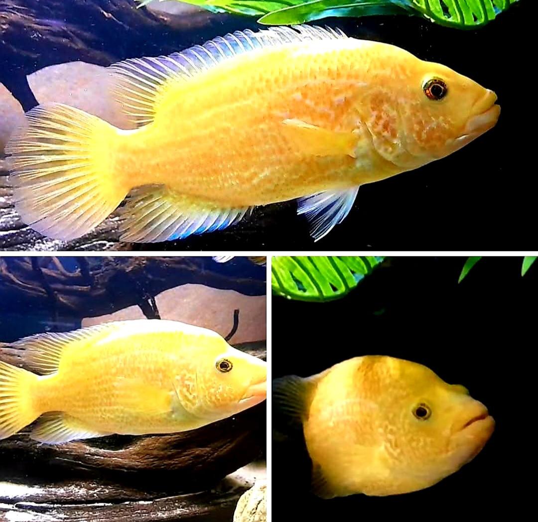 Parachromis Red Dovii wolfcichliden