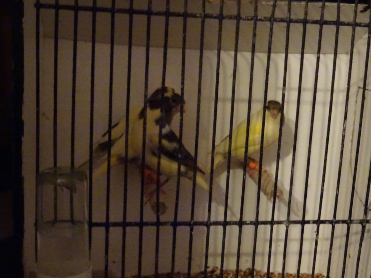 Te koop enkele zeer mooie bonte man zang kanaries ,beginnen te zingen