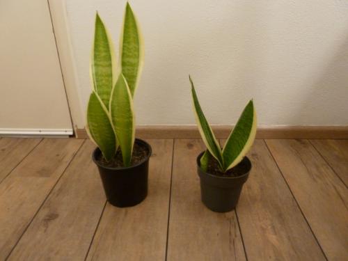 TE KOOP 2 MOOIE SANSEVERIA S