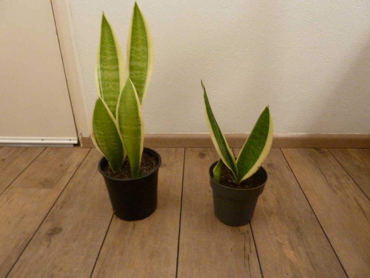 TE KOOP 2 MOOIE SANSEVERIA S