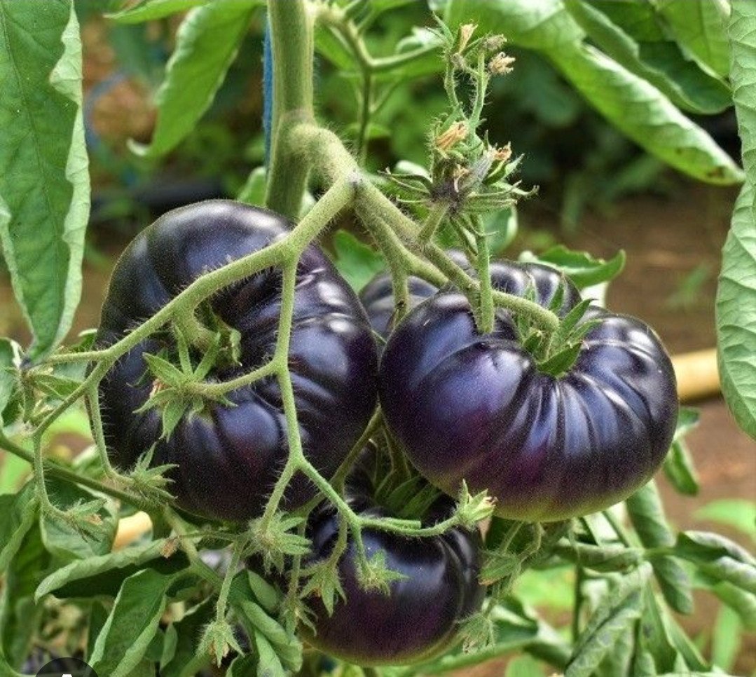 Tomatenplanten te koop