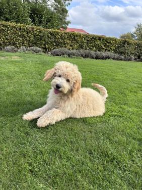 Labradoodle pups (standaard maat)