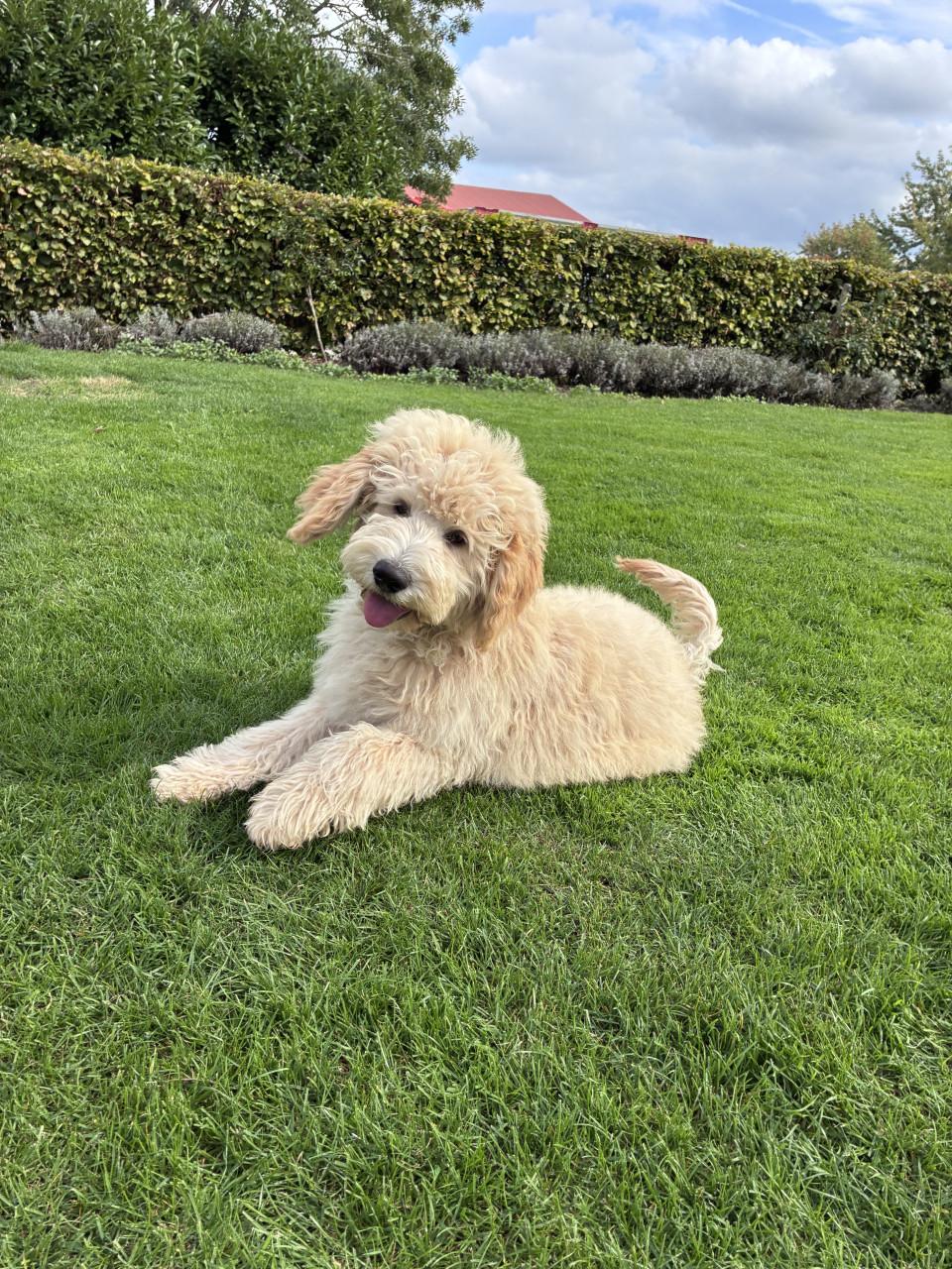 Labradoodle pups (standaard maat)