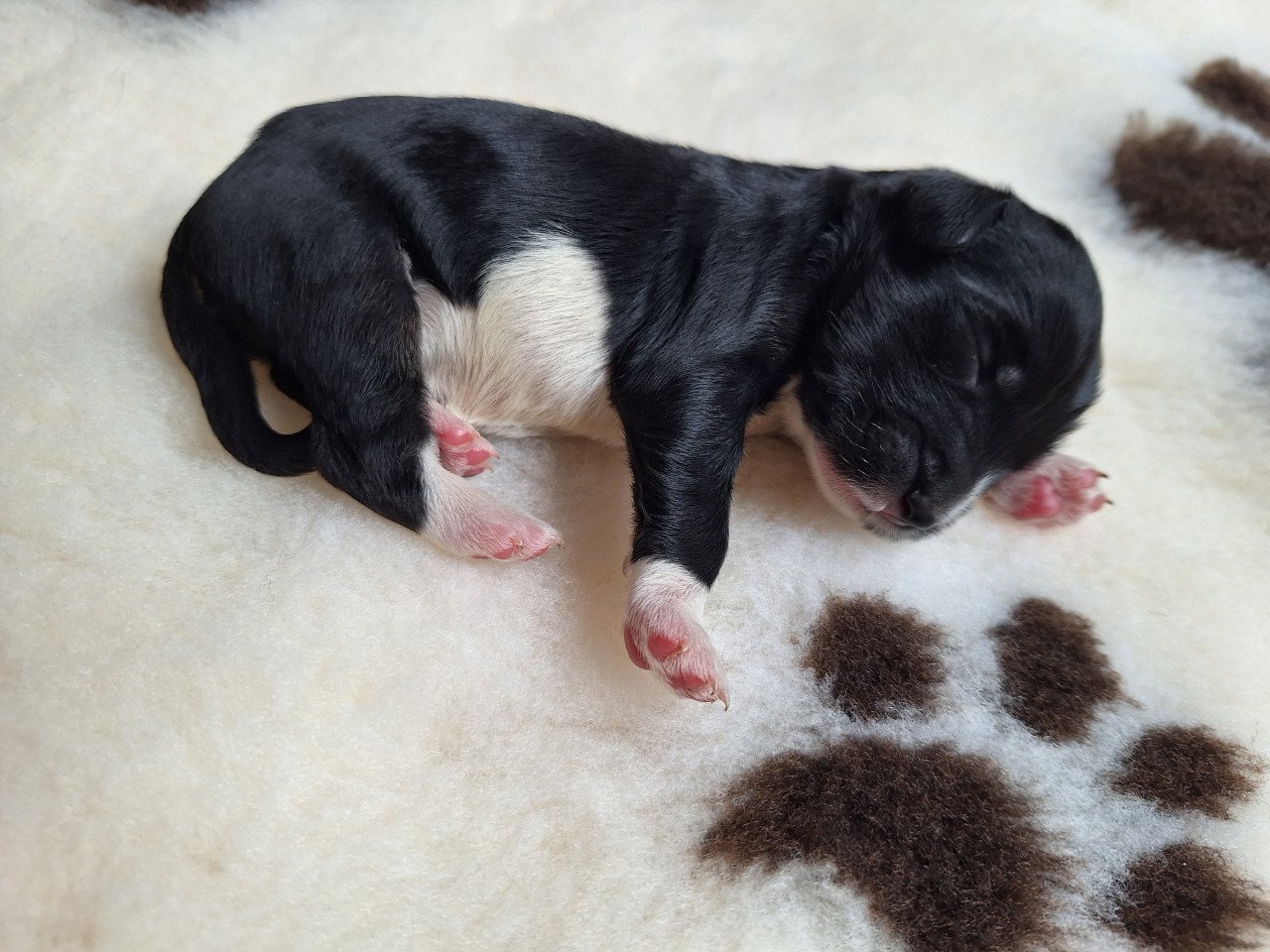 Bernedoodles pups