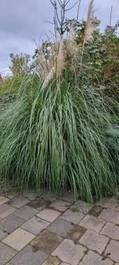 TUINPLANT - PAMPASGRAS