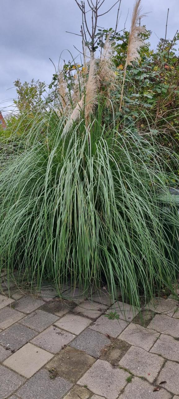 TUINPLANT - PAMPASGRAS