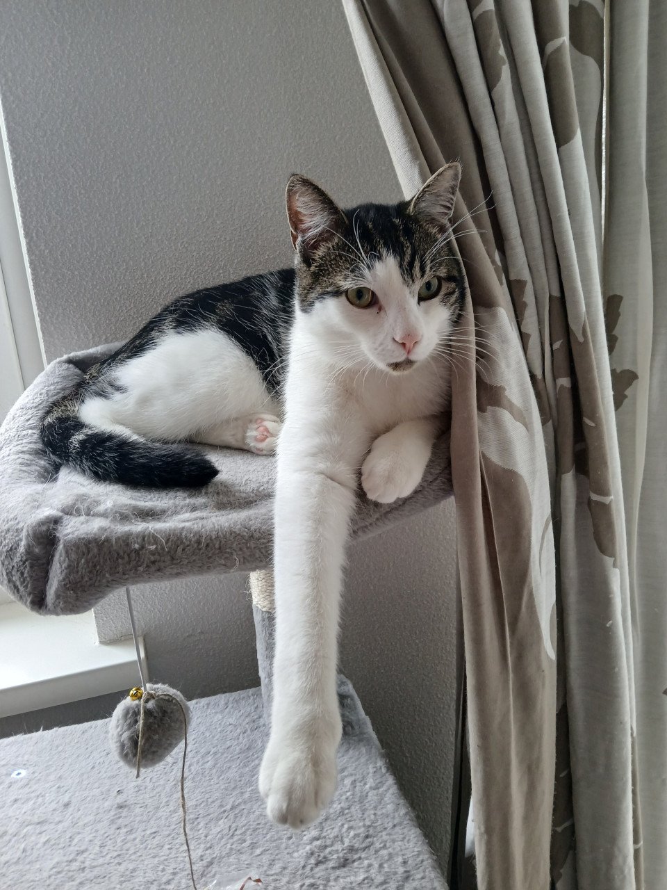 2 katten gecastreerd , gechipped , gevaccineerd , ontwormd