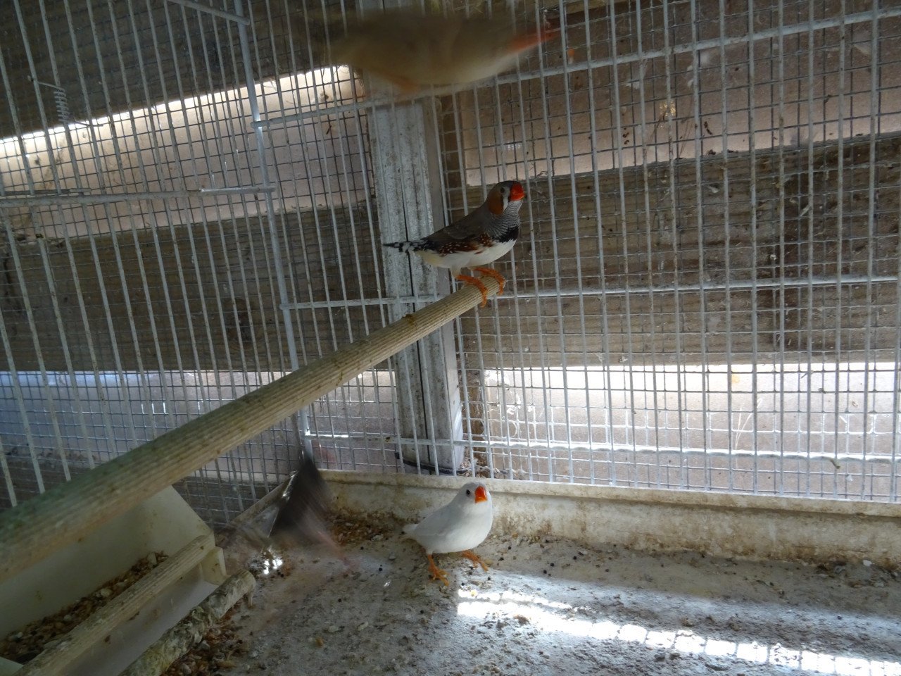 Te koop prachtige grotere zebravinken uit buiten voliere broedrijp