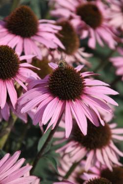 Zonnehoed Echinacea Purpurea Augustkönigin, roze, 30 stuks