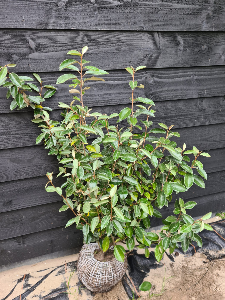 Olijfwilg haagplanten in alle soorten en maten