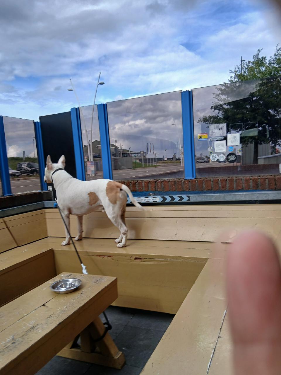 Enkel gebroken, wie wil op een lieve hond d passen?