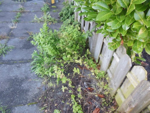 Tuinonderhoud - onkruidverwijdering