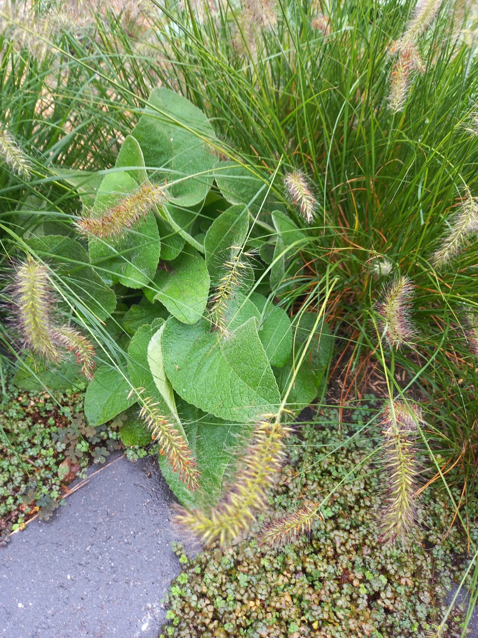 Diverse stekken phlomis/ brandkruid.