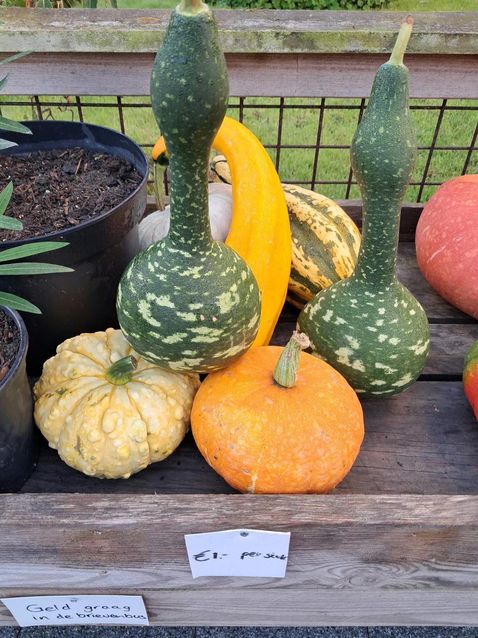 Kalebassen, pompoenen, courgettes en oleanders