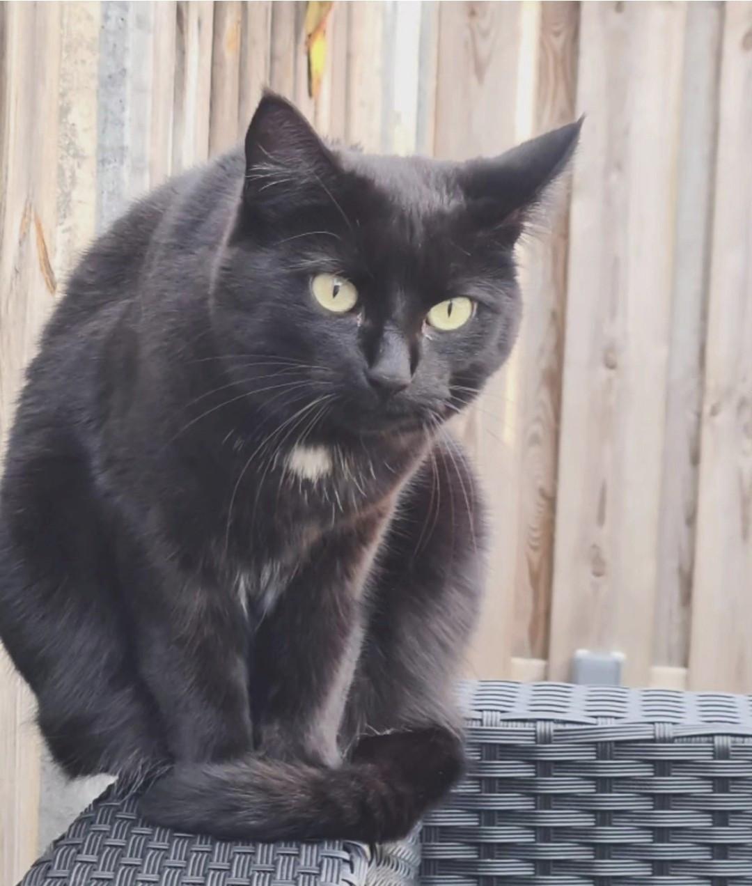 Molly zoekt een nieuw huisje🐱