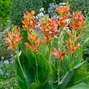 Canna's indisch prachtriet